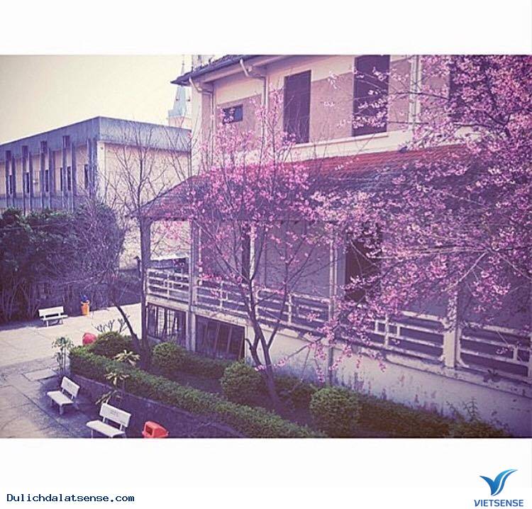 Đến Đà Lạt Ngắm Nhìn Cận Cảnh Ngôi Trường Lãng Mạn Nhất Việt Nam - Ảnh 13 Đến Đà Lạt Ngắm Nhìn Cận Cảnh Ngôi Trường Lãng Mạn Nhất Việt Nam - Ảnh 13