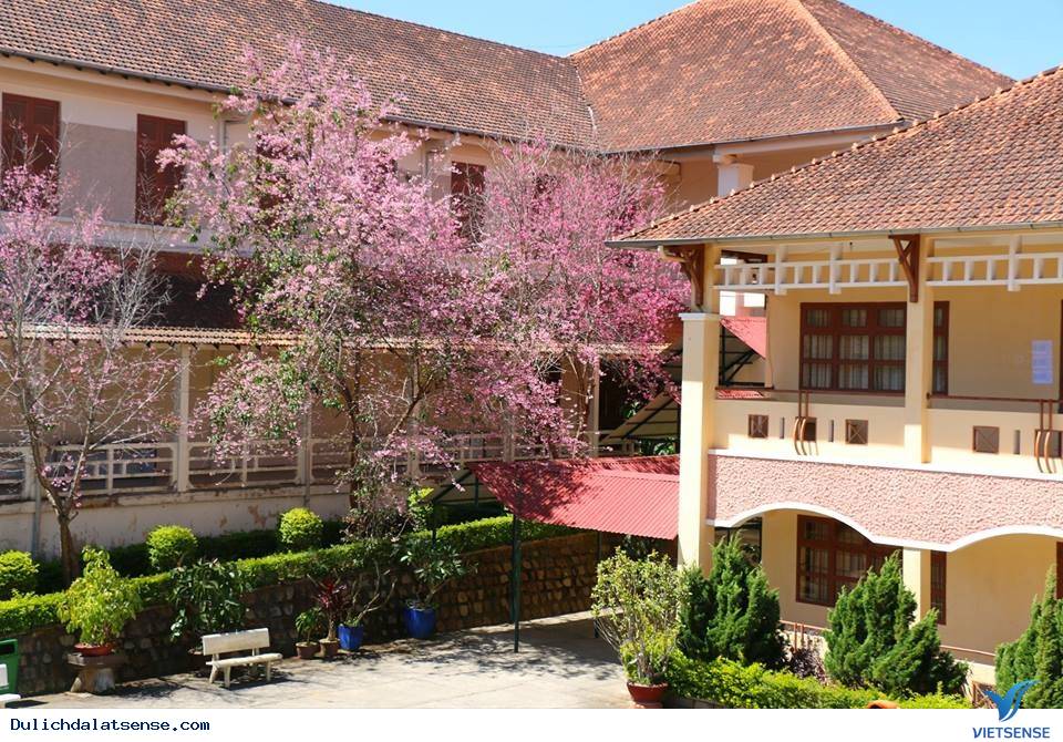 Đến Đà Lạt Ngắm Nhìn Cận Cảnh Ngôi Trường Lãng Mạn Nhất Việt Nam - Ảnh 2 Đến Đà Lạt Ngắm Nhìn Cận Cảnh Ngôi Trường Lãng Mạn Nhất Việt Nam - Ảnh 2