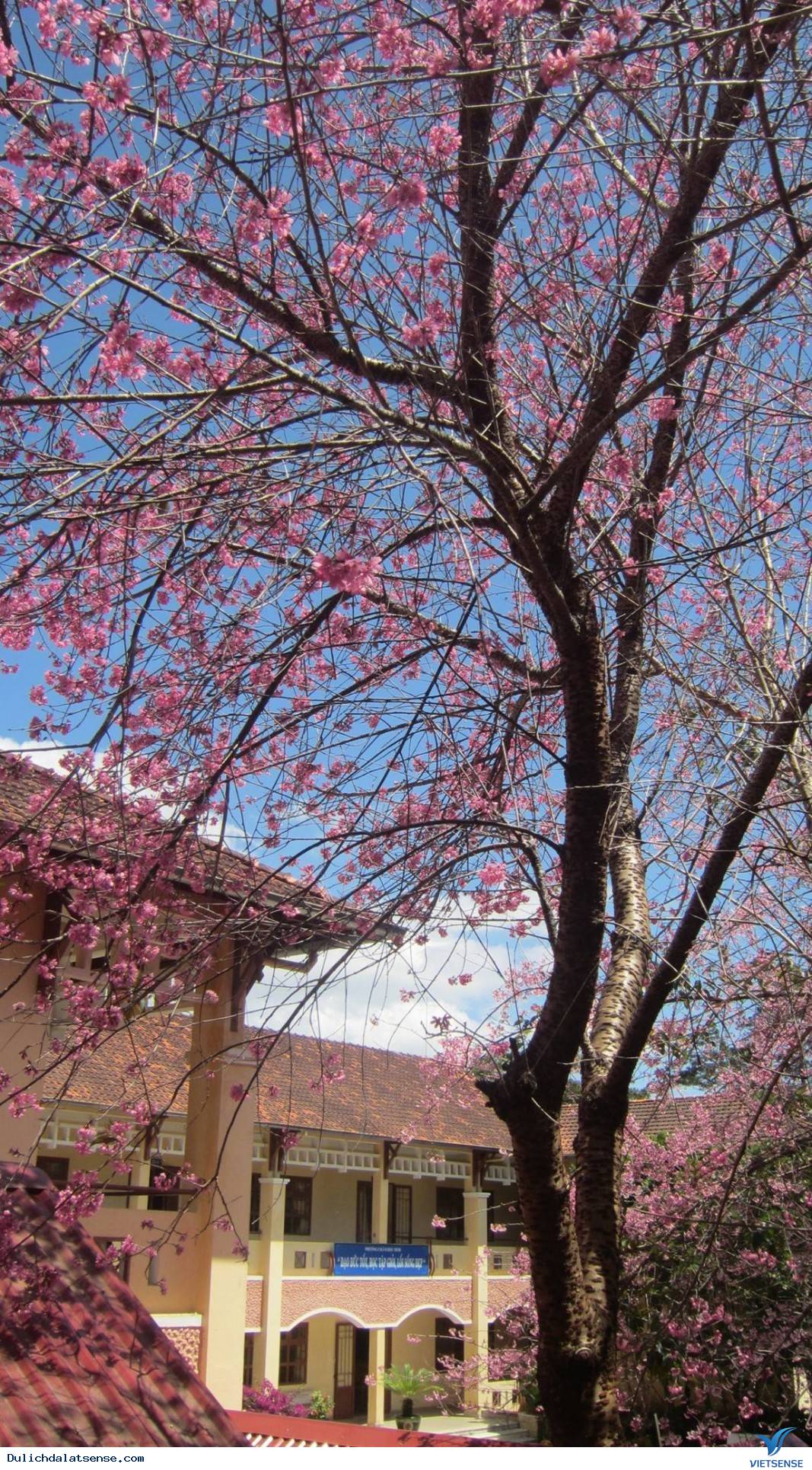 Đến Đà Lạt Ngắm Nhìn Cận Cảnh Ngôi Trường Lãng Mạn Nhất Việt Nam - Ảnh 10 Đến Đà Lạt Ngắm Nhìn Cận Cảnh Ngôi Trường Lãng Mạn Nhất Việt Nam - Ảnh 10