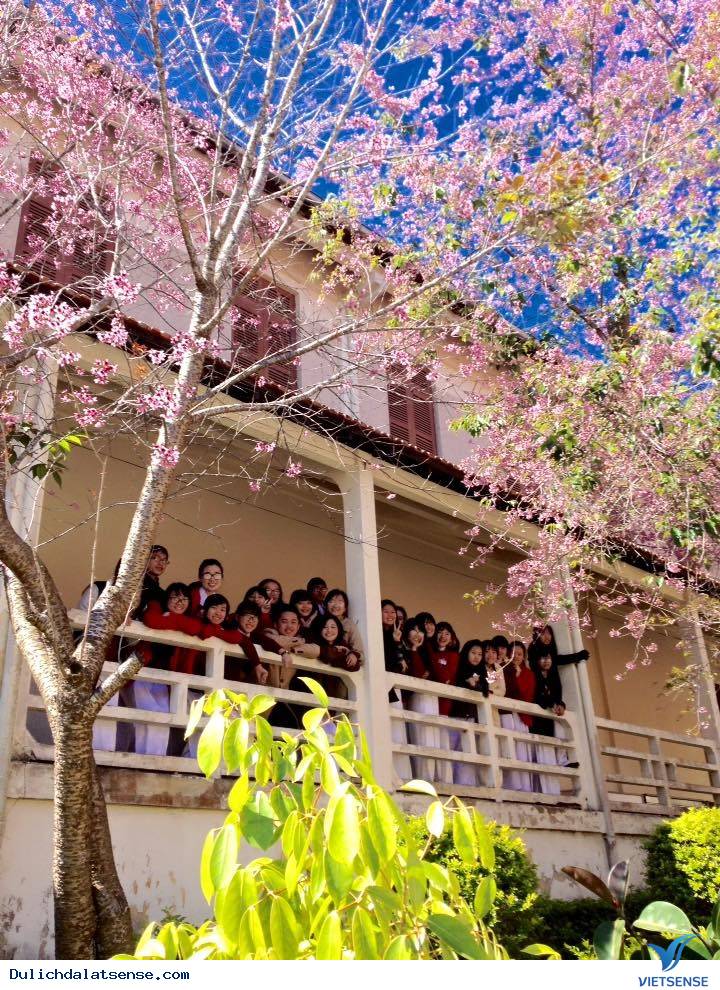 Đến Đà Lạt Ngắm Nhìn Cận Cảnh Ngôi Trường Lãng Mạn Nhất Việt Nam - Ảnh 4 Đến Đà Lạt Ngắm Nhìn Cận Cảnh Ngôi Trường Lãng Mạn Nhất Việt Nam - Ảnh 4