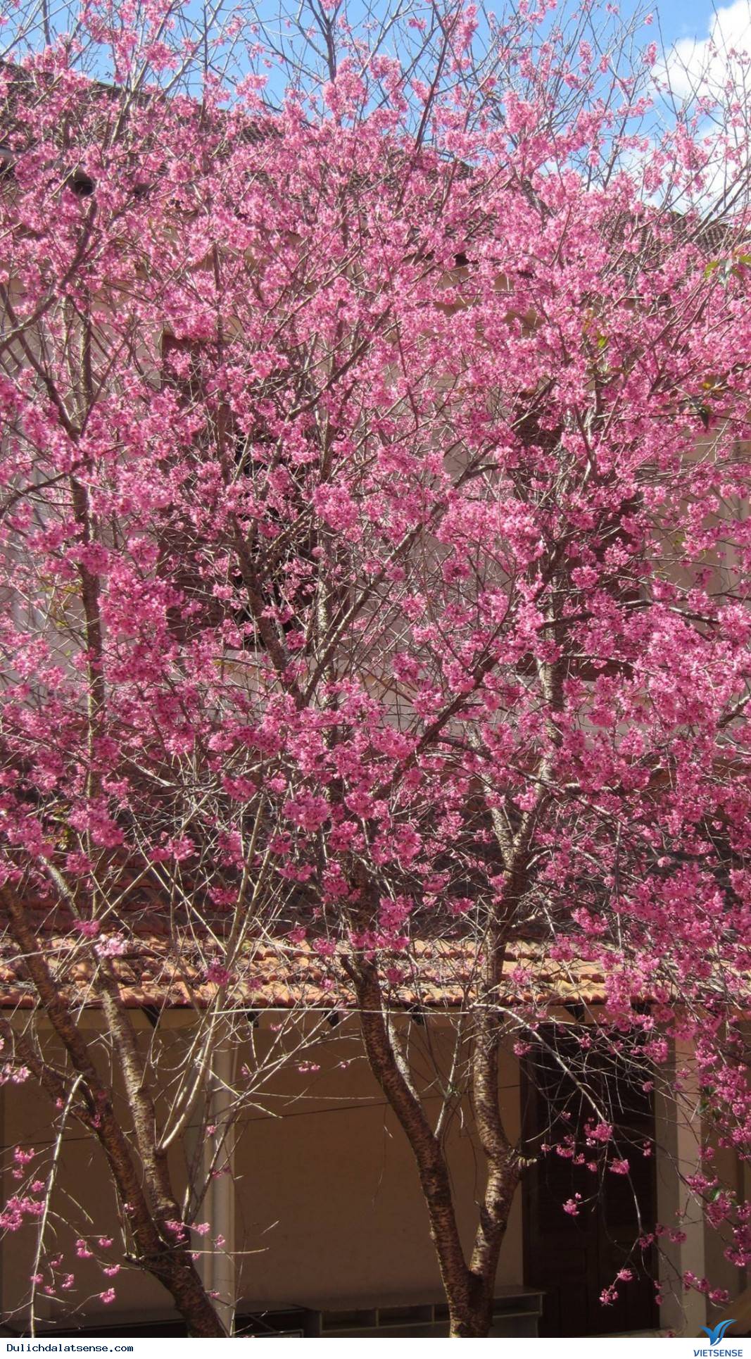 Đến Đà Lạt Ngắm Nhìn Cận Cảnh Ngôi Trường Lãng Mạn Nhất Việt Nam - Ảnh 3 Đến Đà Lạt Ngắm Nhìn Cận Cảnh Ngôi Trường Lãng Mạn Nhất Việt Nam - Ảnh 3