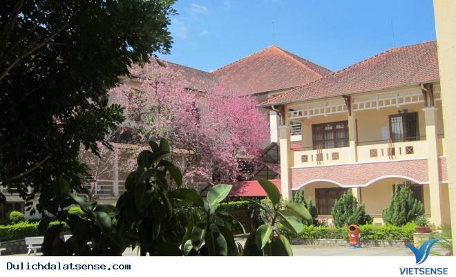 Đến Đà Lạt Ngắm Nhìn Cận Cảnh Ngôi Trường Lãng Mạn Nhất Việt Nam - Ảnh 7 Đến Đà Lạt Ngắm Nhìn Cận Cảnh Ngôi Trường Lãng Mạn Nhất Việt Nam - Ảnh 7