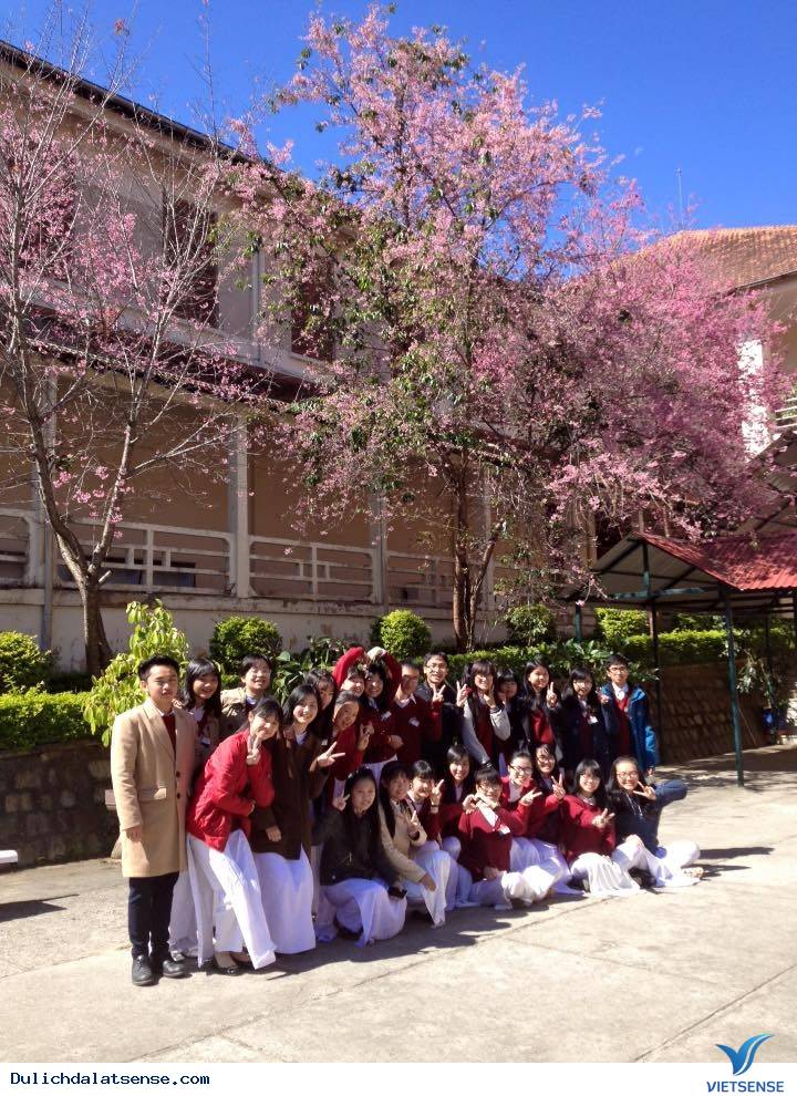 Đến Đà Lạt Ngắm Nhìn Cận Cảnh Ngôi Trường Lãng Mạn Nhất Việt Nam - Ảnh 5 Đến Đà Lạt Ngắm Nhìn Cận Cảnh Ngôi Trường Lãng Mạn Nhất Việt Nam - Ảnh 5