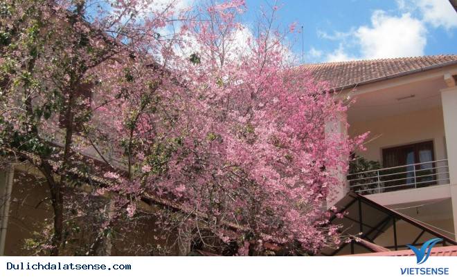 Đến Đà Lạt Ngắm Nhìn Cận Cảnh Ngôi Trường Lãng Mạn Nhất Việt Nam - Ảnh 8 Đến Đà Lạt Ngắm Nhìn Cận Cảnh Ngôi Trường Lãng Mạn Nhất Việt Nam - Ảnh 8