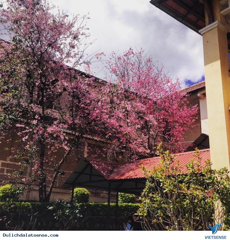 Đến Đà Lạt Ngắm Nhìn Cận Cảnh Ngôi Trường Lãng Mạn Nhất Việt Nam - Ảnh 1 Đến Đà Lạt Ngắm Nhìn Cận Cảnh Ngôi Trường Lãng Mạn Nhất Việt Nam - Ảnh 1