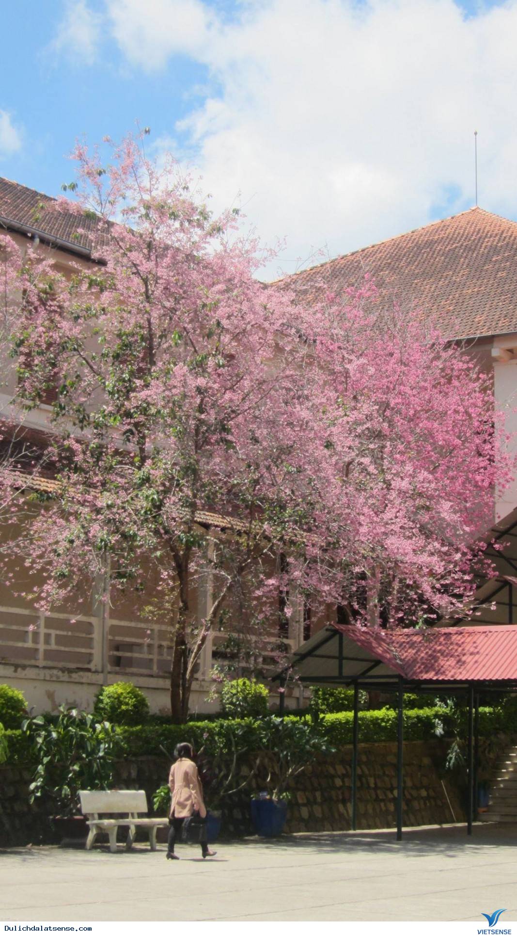 Đến Đà Lạt Ngắm Nhìn Cận Cảnh Ngôi Trường Lãng Mạn Nhất Việt Nam - Ảnh 11 Đến Đà Lạt Ngắm Nhìn Cận Cảnh Ngôi Trường Lãng Mạn Nhất Việt Nam - Ảnh 11