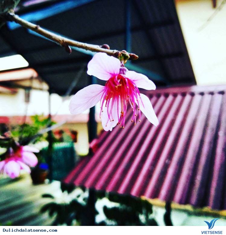 Đến Đà Lạt Ngắm Nhìn Cận Cảnh Ngôi Trường Lãng Mạn Nhất Việt Nam - Ảnh 12 Đến Đà Lạt Ngắm Nhìn Cận Cảnh Ngôi Trường Lãng Mạn Nhất Việt Nam - Ảnh 12