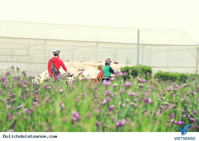 Làng hoa Vạn Thành