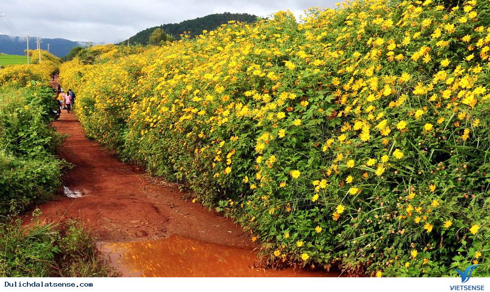 Ngắm hoa dã quỳ Đà Lạt bung nở vào cuối thu - Ảnh 2