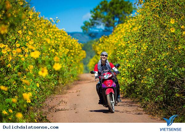 Ngắm hoa dã quỳ Đà Lạt bung nở vào cuối thu - Ảnh 3