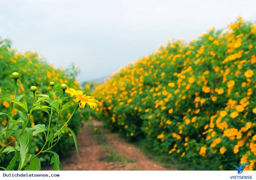 Ngắm hoa dã quỳ Đà Lạt bung nở vào cuối thu - Ảnh 1