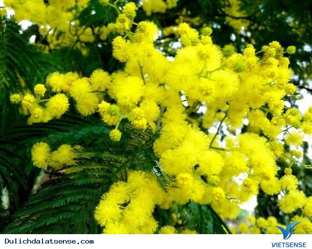 Sắc vàng mimosa rực rỡ tại Đà Lạt - Ảnh 7