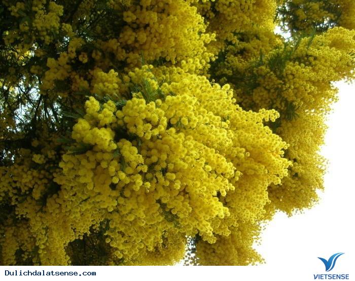 Sắc vàng mimosa rực rỡ tại Đà Lạt - Ảnh 6