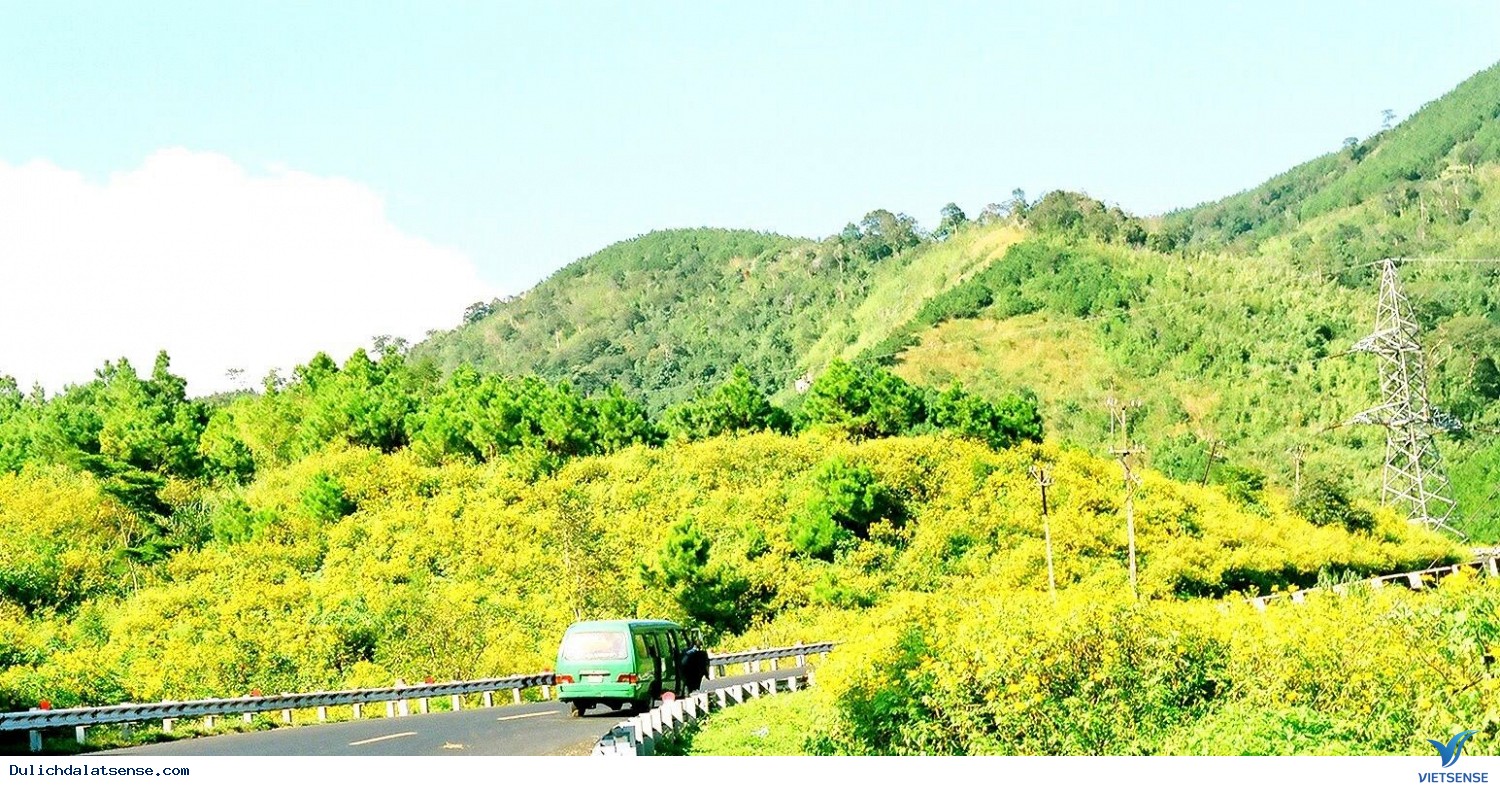 Sắc vàng mimosa rực rỡ tại Đà Lạt - Ảnh 2