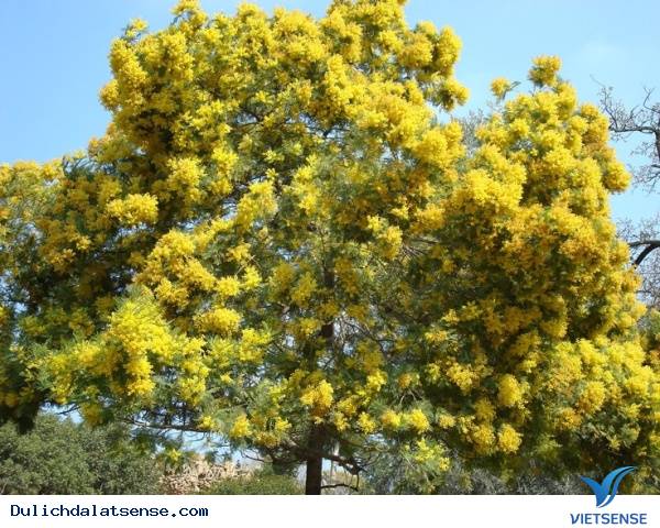 Sắc vàng mimosa rực rỡ tại Đà Lạt - Ảnh 4