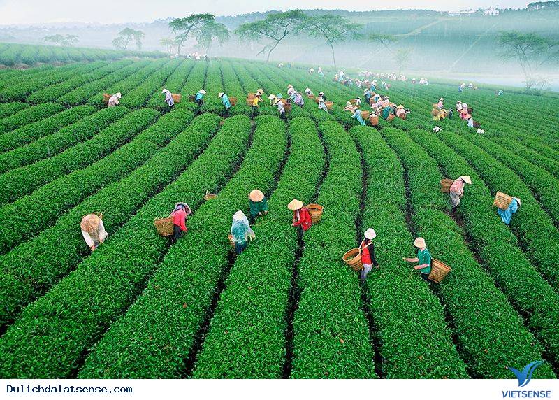 Đồi Chè Đà Lạt - Ảnh 5