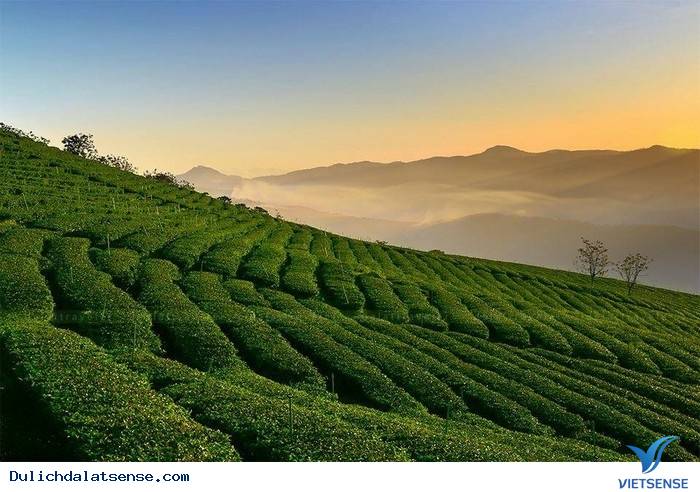 Đồi Chè Đà Lạt - Ảnh 2