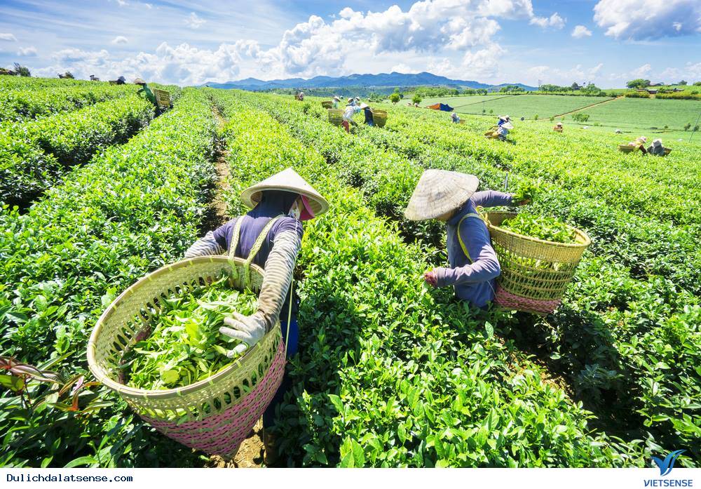 Đồi Chè Đà Lạt - Ảnh 1