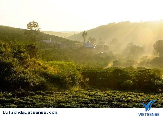Đồi Chè Đà Lạt - Ảnh 3