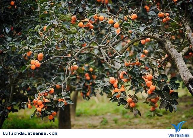 Đồi Chè Đà Lạt - Ảnh 7