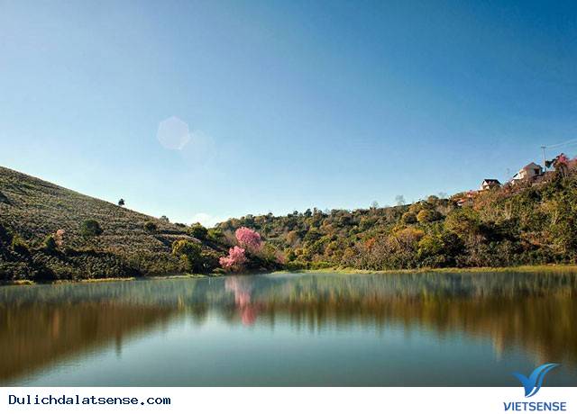 Đồi Chè Đà Lạt - Ảnh 8