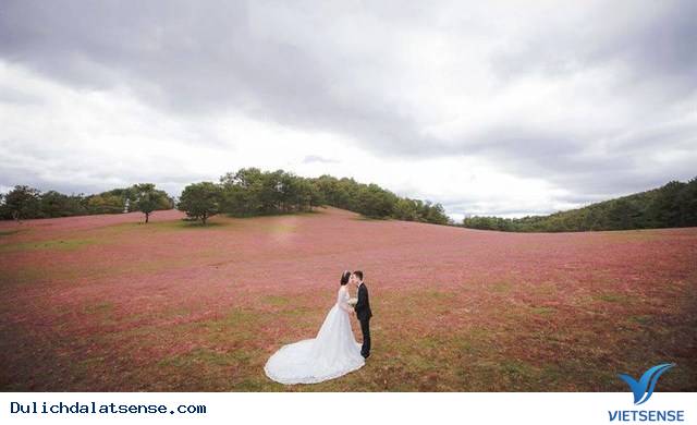 Mùa hoa cải trắng Đà Lạt - Ảnh 5