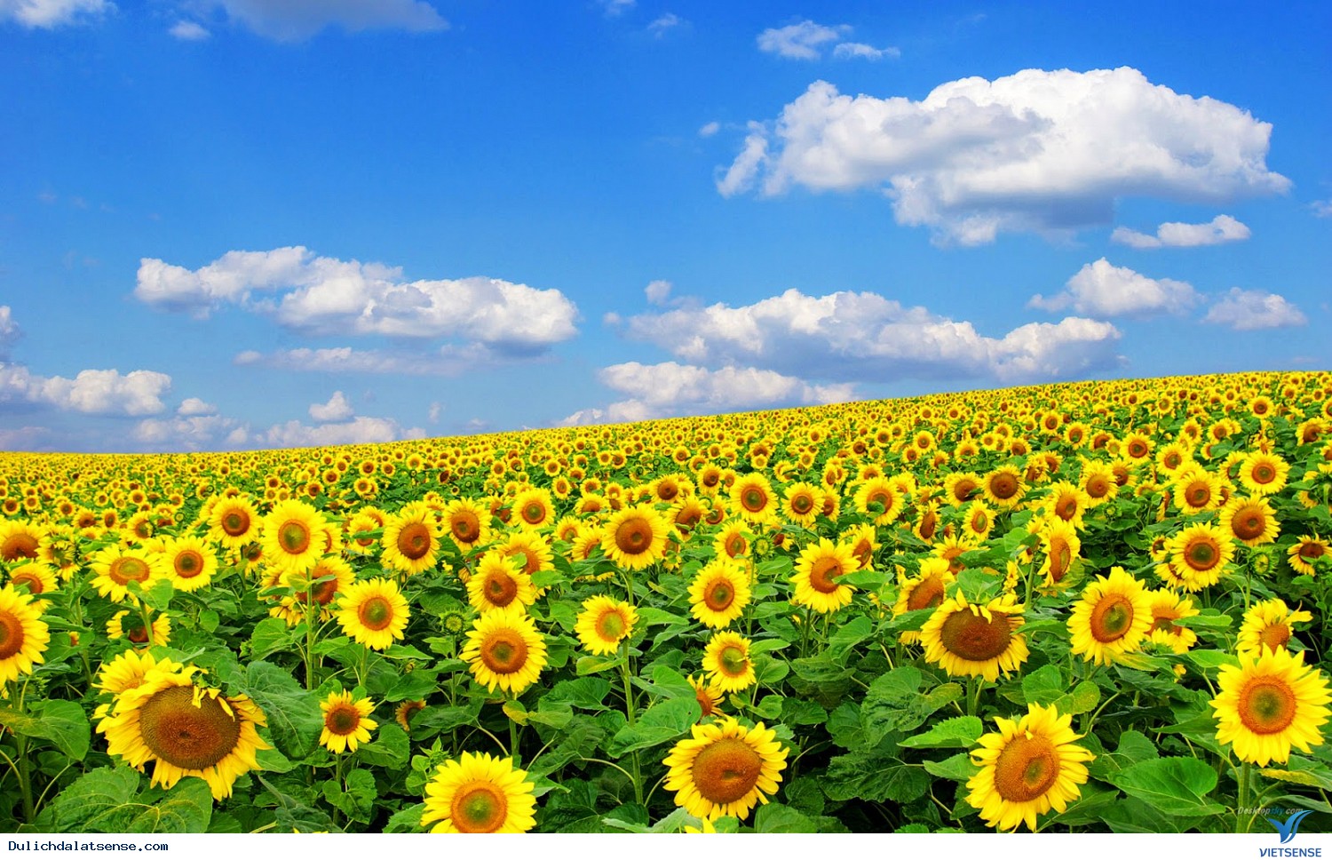 Mùa hoa cải trắng Đà Lạt - Ảnh 3