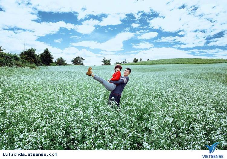 Mùa hoa cải trắng Đà Lạt - Ảnh 2