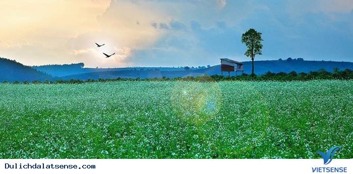 Mùa hoa cải trắng Đà Lạt - Ảnh 4