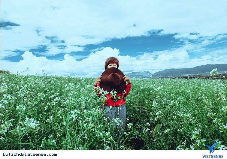 Mùa hoa cải trắng Đà Lạt - Ảnh 6