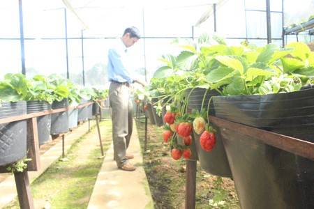 Vườn dâu tây hành trình miễn phí - Ảnh 2 Vườn dâu tây hành trình miễn phí - Ảnh 2