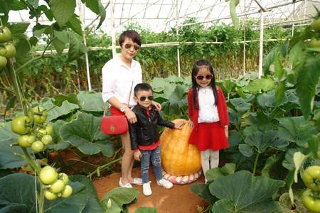 Bí ngô khổng lồ, cà chua bi… hút khách thăm quan - Ảnh 3 Bí ngô khổng lồ, cà chua bi… hút khách thăm quan - Ảnh 3