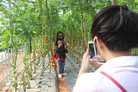 Vườn dâu tây hành trình miễn phí - Ảnh 1 Vườn dâu tây hành trình miễn phí - Ảnh 1