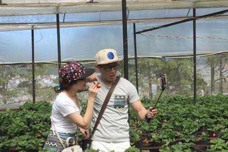 Vườn dâu tây hành trình miễn phí - Ảnh 4 Vườn dâu tây hành trình miễn phí - Ảnh 4