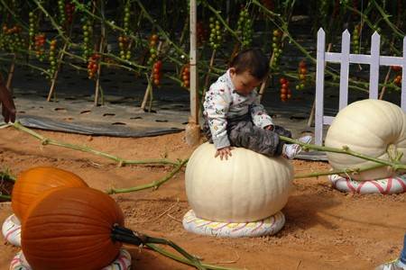Bí ngô khổng lồ, cà chua bi… hút khách thăm quan - Ảnh 1 Bí ngô khổng lồ, cà chua bi… hút khách thăm quan - Ảnh 1