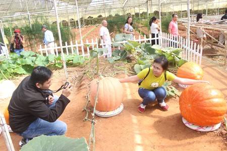 Bí ngô khổng lồ, cà chua bi… hút khách thăm quan - Ảnh 2 Bí ngô khổng lồ, cà chua bi… hút khách thăm quan - Ảnh 2