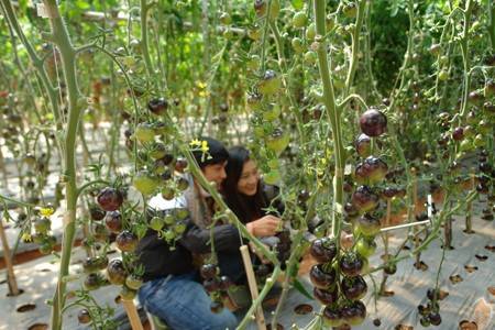 Bí ngô khổng lồ, cà chua bi… hút khách thăm quan - Ảnh 4 Bí ngô khổng lồ, cà chua bi… hút khách thăm quan - Ảnh 4