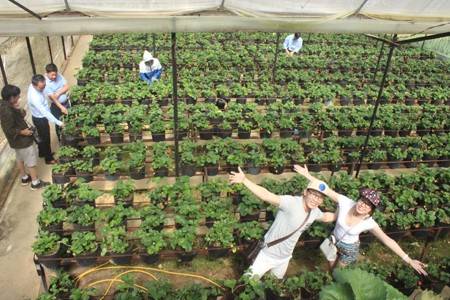 Vườn dâu tây hành trình miễn phí - Ảnh 3 Vườn dâu tây hành trình miễn phí - Ảnh 3