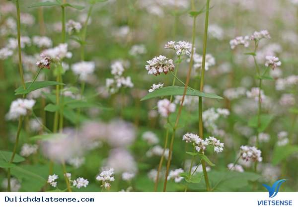Hoa Tam Giác Mạch Nở Giữa Đà Lạt Mộng Mơ - Ảnh 5 Hoa Tam Giác Mạch Nở Giữa Đà Lạt Mộng Mơ - Ảnh 5
