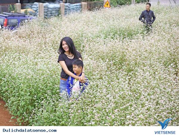 Hoa Tam Giác Mạch Nở Giữa Đà Lạt Mộng Mơ - Ảnh 3 Hoa Tam Giác Mạch Nở Giữa Đà Lạt Mộng Mơ - Ảnh 3