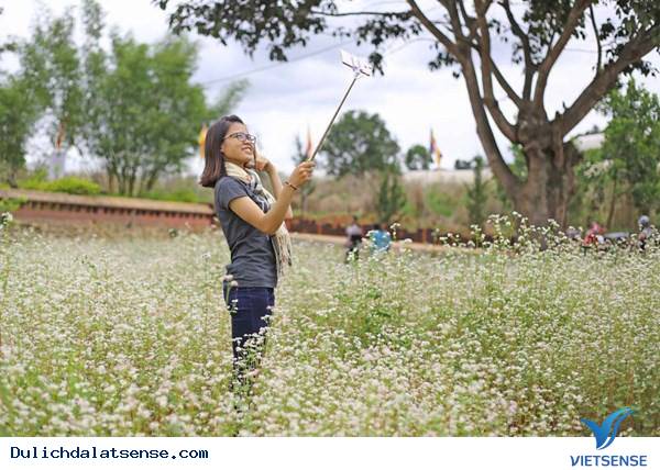 Hoa Tam Giác Mạch Nở Giữa Đà Lạt Mộng Mơ - Ảnh 1 Hoa Tam Giác Mạch Nở Giữa Đà Lạt Mộng Mơ - Ảnh 1