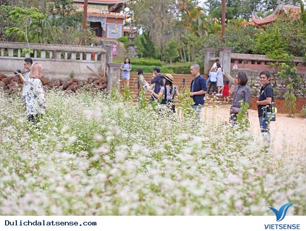 Hoa Tam Giác Mạch Nở Giữa Đà Lạt Mộng Mơ - Ảnh 7 Hoa Tam Giác Mạch Nở Giữa Đà Lạt Mộng Mơ - Ảnh 7