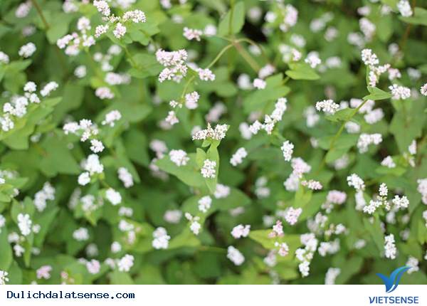 Hoa Tam Giác Mạch Nở Giữa Đà Lạt Mộng Mơ - Ảnh 6 Hoa Tam Giác Mạch Nở Giữa Đà Lạt Mộng Mơ - Ảnh 6