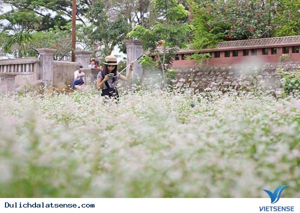 Hoa Tam Giác Mạch Nở Giữa Đà Lạt Mộng Mơ - Ảnh 4 Hoa Tam Giác Mạch Nở Giữa Đà Lạt Mộng Mơ - Ảnh 4