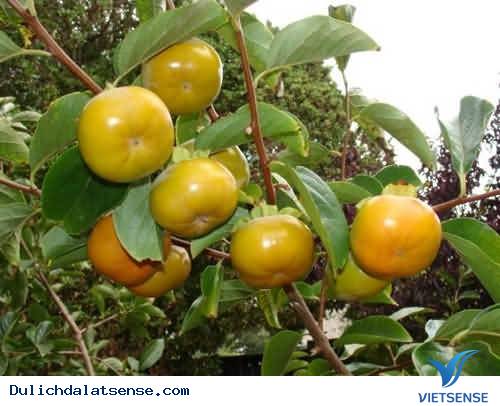 Hồng Dẻo Treo Đà Lạt – Vị Ngọt Ngào Của Đà Lạt Mùa Thu - Ảnh 1