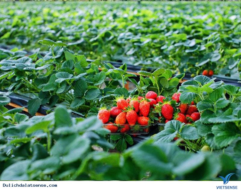 Khám phá vẻ đẹp quyến rũ cùa Đà Lạt - Ảnh 3 Khám phá vẻ đẹp quyến rũ cùa Đà Lạt - Ảnh 3