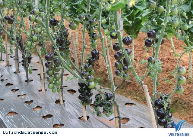 Khám phá vườn bí ngô khổng lồ và cà chua đen ở Đà Lạt - Ảnh 4