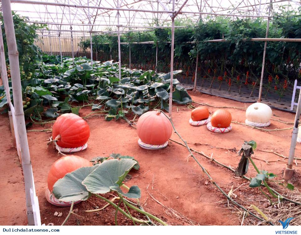 Khám phá vườn bí ngô khổng lồ và cà chua đen ở Đà Lạt - Ảnh 3