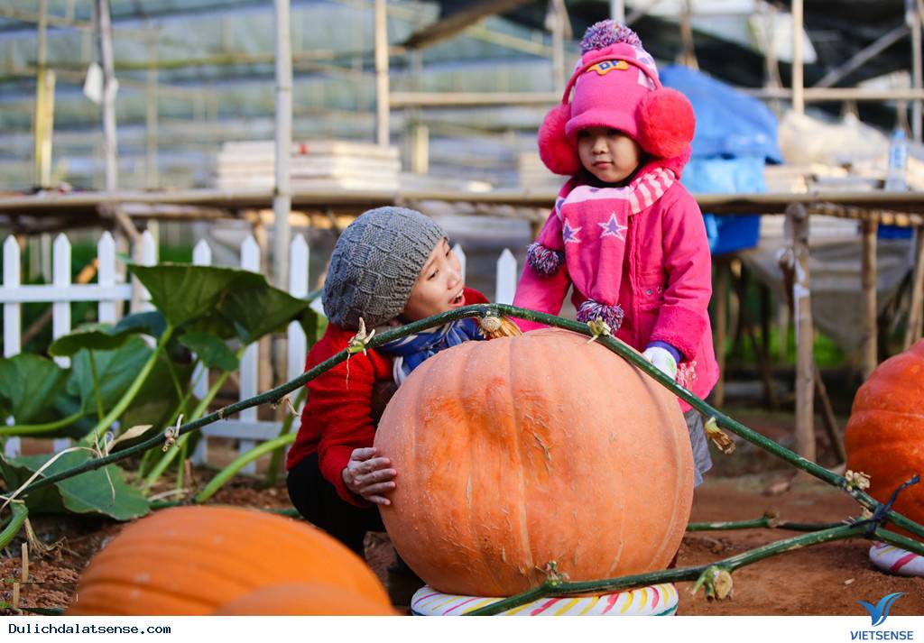 Khám phá vườn bí ngô khổng lồ và cà chua đen ở Đà Lạt - Ảnh 1