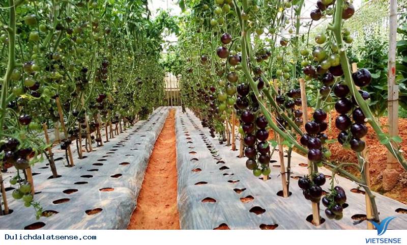 Khám phá vườn bí ngô khổng lồ và cà chua đen ở Đà Lạt - Ảnh 5